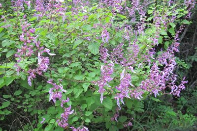 Ocimum labiatum, photographed by James Deacon