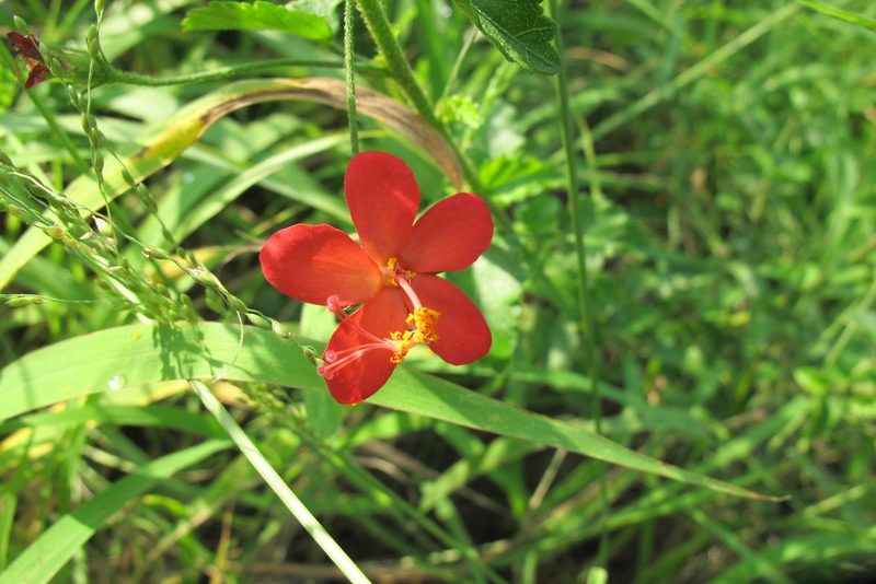 Hibiscus praeteritus, photographed by James Deacon
