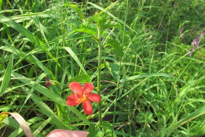 Hibiscus praeteritus, photographed by James Deacon