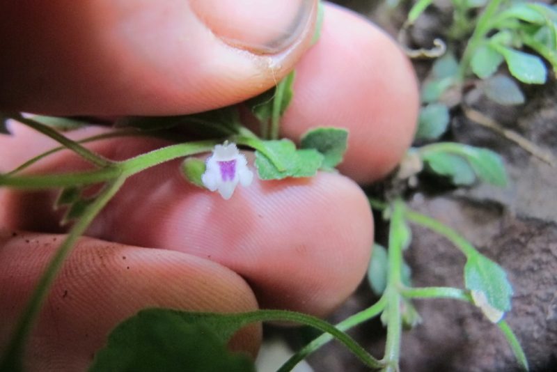 Stemodiopsis kamundii, photographed by James Deacon