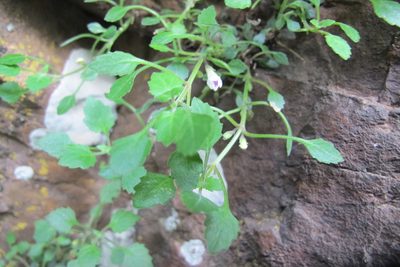 Stemodiopsis kamundii, photographed by James Deacon
