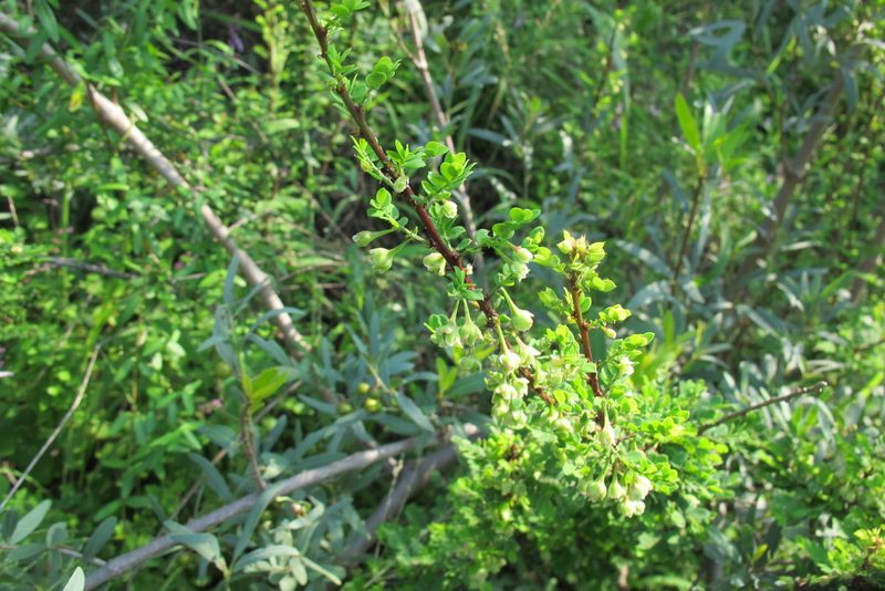 Phyllanthus macranthus, photographed by James Deacon