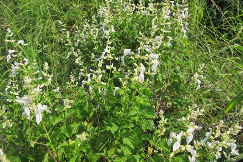 Ocimum labiatum, photographed by James Deacon