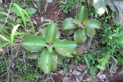 Kalanchoe sexangularis, photographed by James Deacon