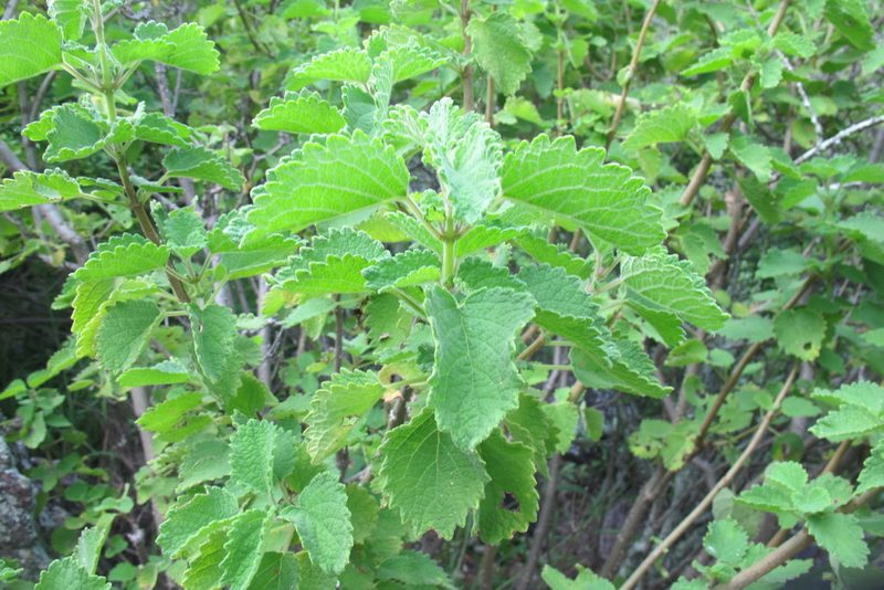 Tetradenia brevispicata, photographed by James Deacon