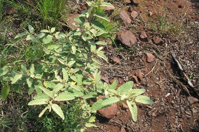 Corchorus kirkii, photographed by James Deacon