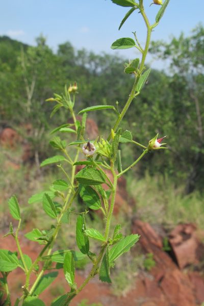 Hermannia boraginiflora, photographed by James Deacon