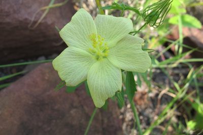 Pavonia transvaalensis, photographed by James Deacon
