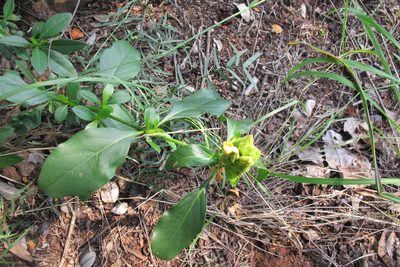 Barleria crossandriformis, photographed by James Deacon