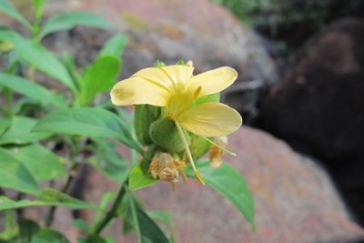 Barleria crossandriformis, photographed by James Deacon