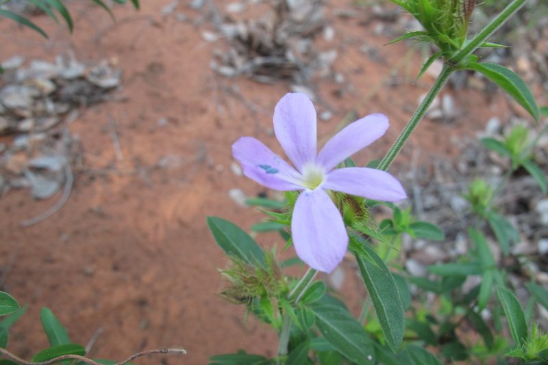 Barleria saxatilis, photographed by James Deacon