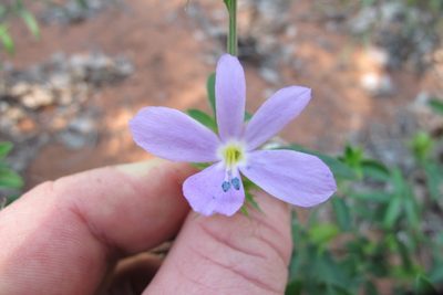 Barleria saxatilis, photographed by James Deacon