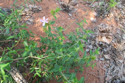Barleria saxatilis, photographed by James Deacon