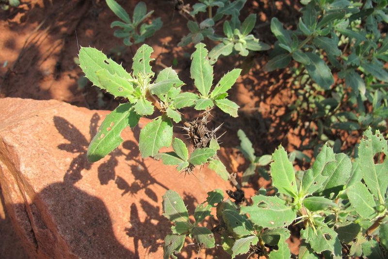 Blepharis diversispina, photographed by James Deacon