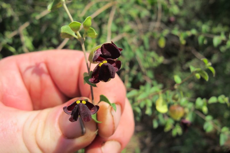 Tinnea rhodesiana, photographed by James Deacon