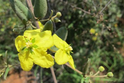 Sphedamnocarpus pruriens, photographed by James Deacon
