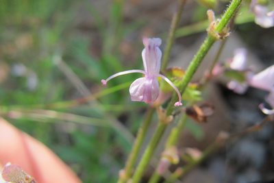Syncolostemon canescens, photographed by James Deacon