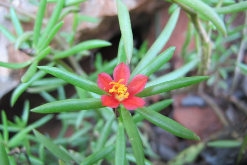 Portulaca kermesina, photographed by James Deacon