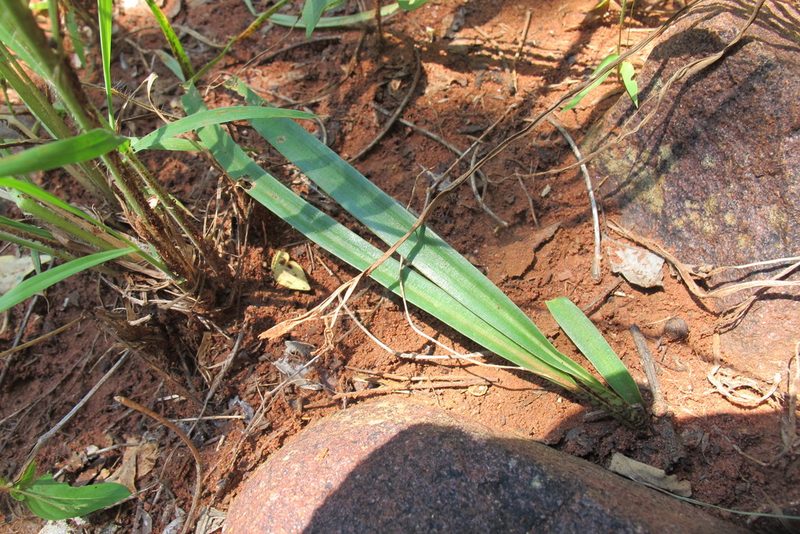 Indurgia indica, photographed by James Deacon