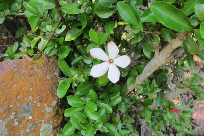 Hyperacanthus amoenus, photographed by James Deacon
