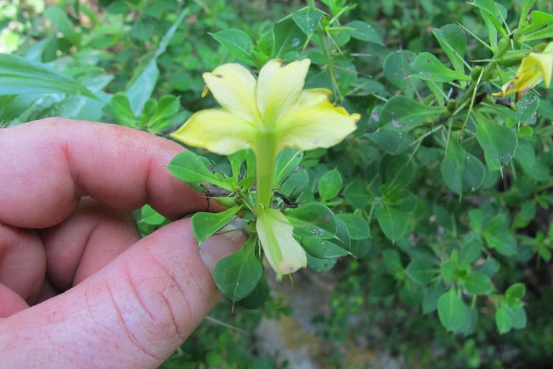 Barleria rotundifolia, photographed by James Deacon