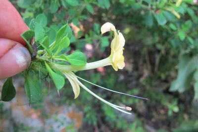 Barleria rotundifolia, photographed by James Deacon