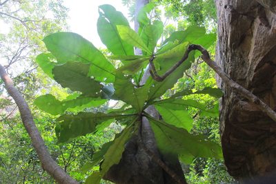 Anthocleista grandiflora, photographed by James Deacon