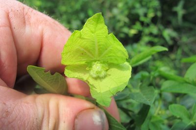 Dalechampia capensis, photographed by James Deacon