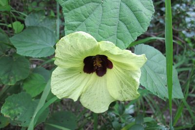 Hibiscus calyphyllus, photographed by James Deacon