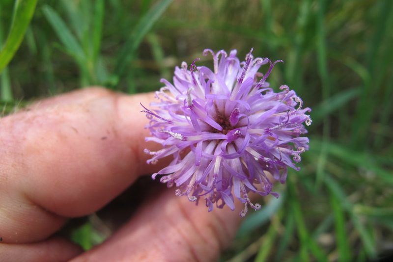 Parapolydora fastigiata, photographed by James Deacon