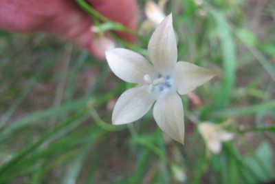 Wahlenbergia undulata, photographed by James Deacon