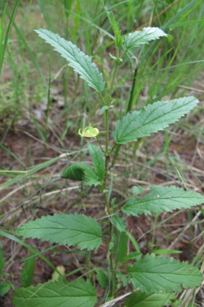 Hermannia quartiniana, photographed by James Deacon