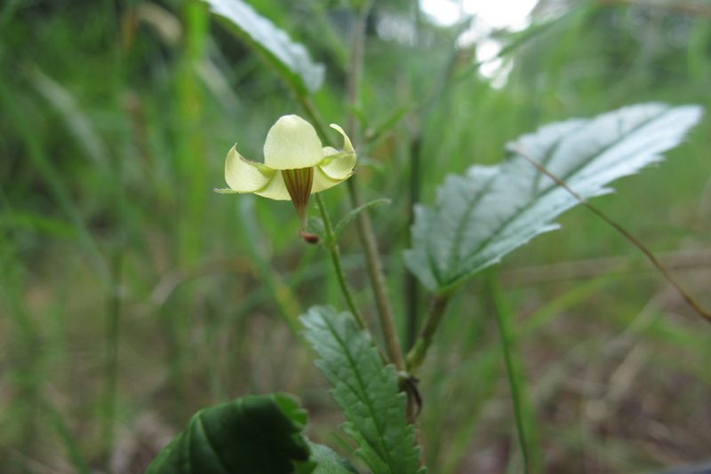Hermannia quartiniana, photographed by James Deacon