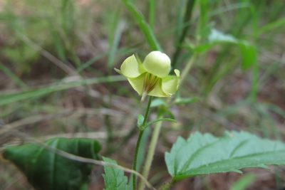 Hermannia quartiniana, photographed by James Deacon