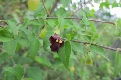 Tinnea rhodesiana, photographed by James Deacon