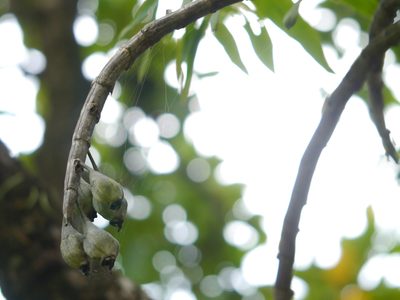 Dendrobium aqueum, photographed by Dinesh Valke