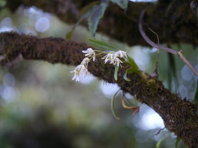 Dendrobium nanum, photographed by Dinesh Valke