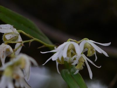 Dendrobium nanum, photographed by Dinesh Valke