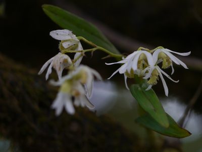 Dendrobium nanum, photographed by Dinesh Valke