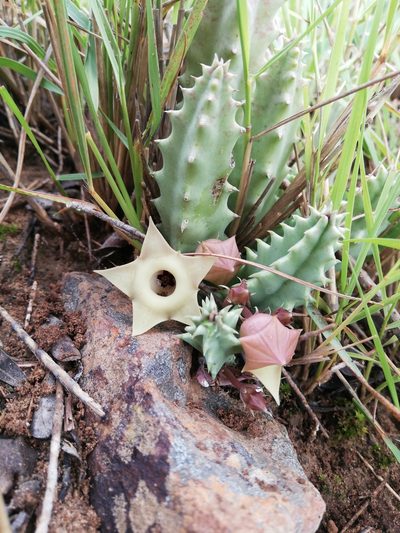 Huernia thuretii, photographed by Christiaan Viljoen