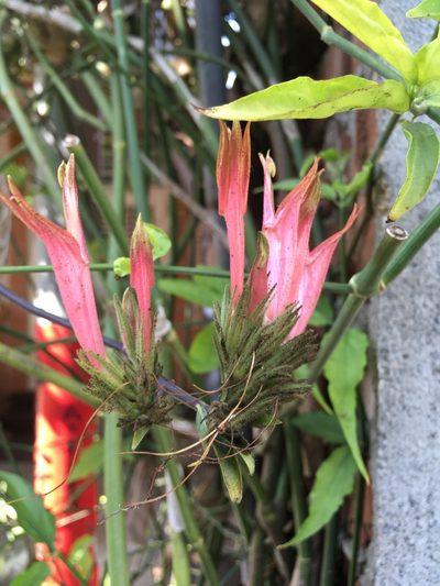 Clinacanthus nutans, photographed by chen ying-hsiao
