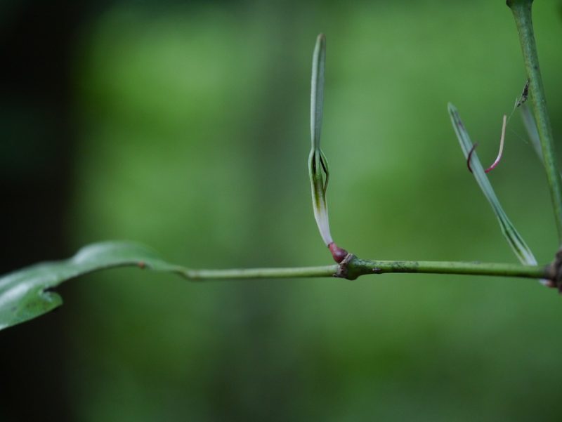 Helicanthes elastica, photographed by Dinesh Valke