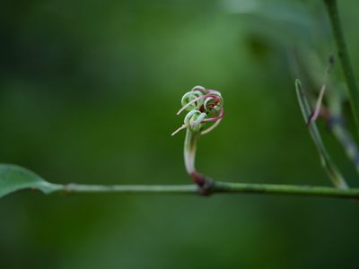 Helicanthes elastica, photographed by Dinesh Valke