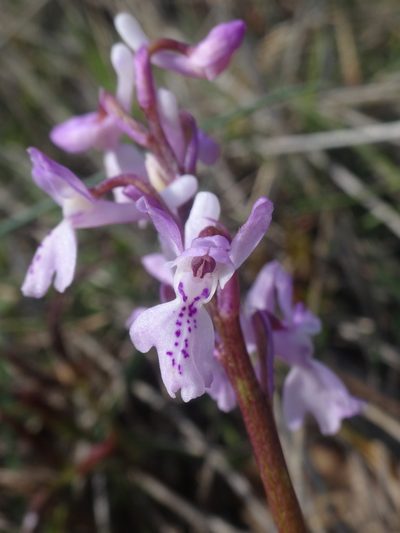 Orchis olbiensis, photographed by Ben Costamagna