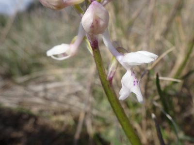 Orchis olbiensis, photographed by Ben Costamagna