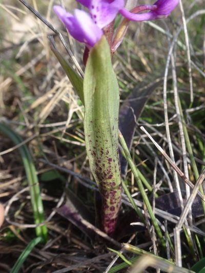 Orchis olbiensis, photographed by Ben Costamagna