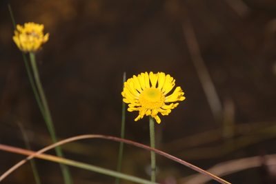 Helenium pinnatifidum, photographed by Mike Tilley