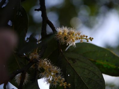 Prunus ceylanica, photographed by Dinesh Valke