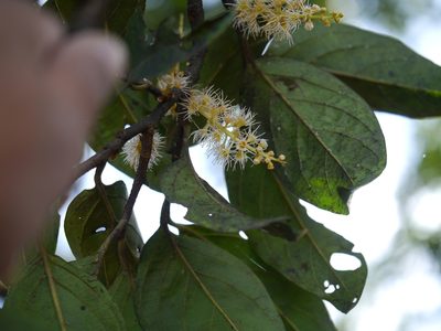 Prunus ceylanica, photographed by Dinesh Valke