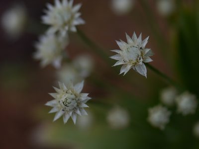 Eriocaulon stellulatum, photographed by Dinesh Valke
